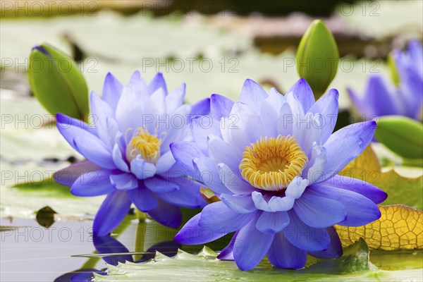 Two purple water lilies with yellow centre on green leaves in calm water, giant water lilies