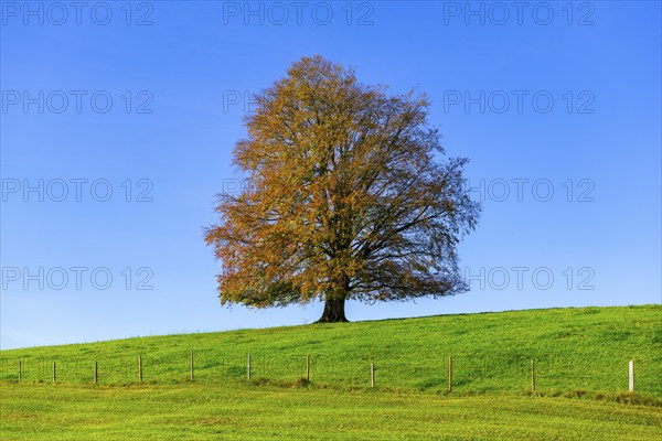 A large tree with colourful autumn leaves in a meadow, surrounded by blue sky, copper beech (Fagus