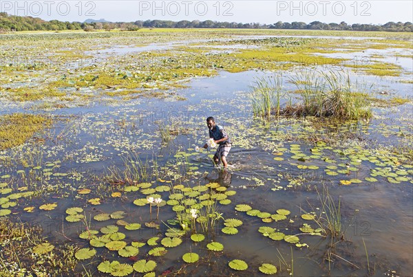 Sri Lankan man picking lotus flowers in Maminiyawa Wewa or reservoir, Central Province, Sri Lanka,