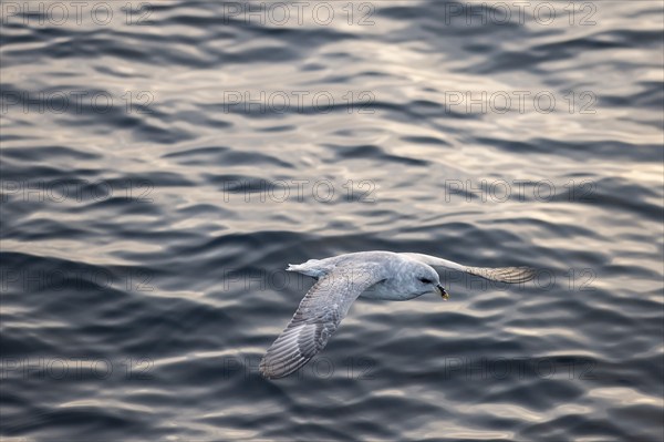 Northern fulmar (Fulmaris glacialis) in flight over the sea surface, Barents Sea, Northeast