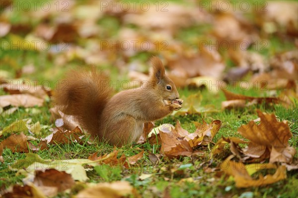 Eurasian squirrel (Sciurus vulgaris), sitting in grass with autumn leaves and holding a nut,