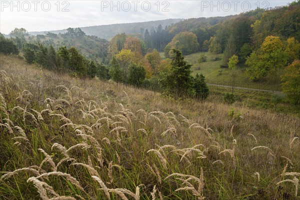 Juniper heath in autumn, grasses (Poaceae), common juniper (Juniperus communis), trees with yellow