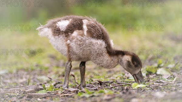 Nile goose chicks (Alopochen aegyptiaca) running through grass and branches, foraging, feeding from