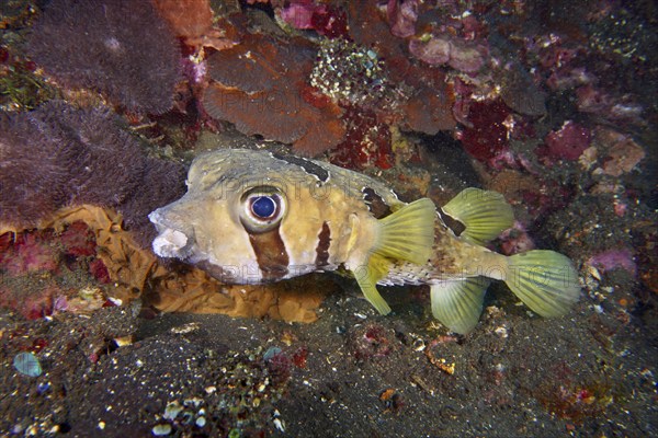 A masked porcupinefish (Diodon liturosus) hovers above the seabed next to colourful corals, dive
