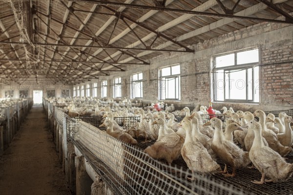 Ducks ready for slaughter at the duck breeding station Jiang Su Xiang Gui Breeding Co. Ltd, Xiang
