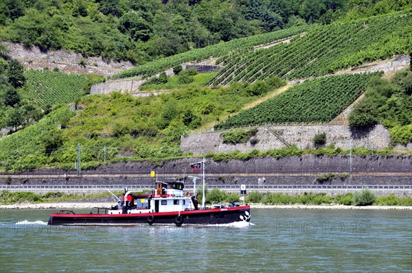 Vineyards near Assmannshausen, UNESCO World Heritage Cultural Landscape Upper Middle Rhine Valley,