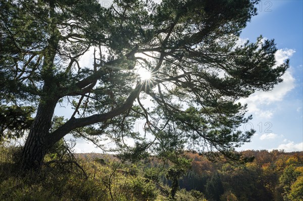 Common pine (Pinus sylvestris) backlit with sunstar, blue sky, white clouds, on juniper heath,