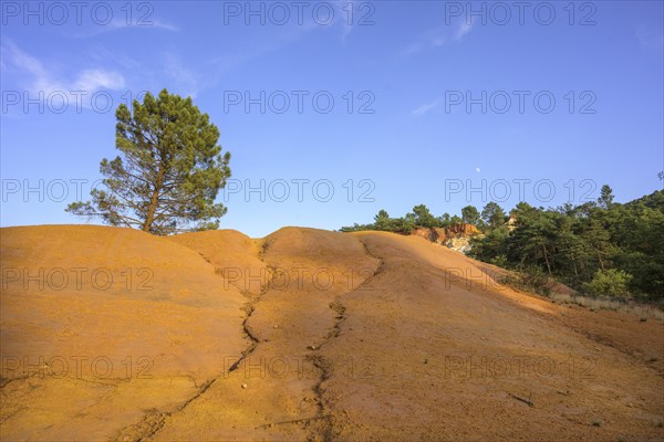 Single Aleppo pine (Pinus halepensis) and ochre rock Colorado de Rustrel, Rustrel, Département