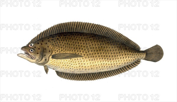 Fish, Fishes, Citharus linguatula, Large-scaled plaice, the spotted flounder or Atlantic spotted