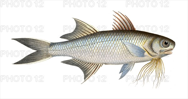 Fish, fishes, genus of threadfins, Polynemus paradiseus, the fish of paradise, Historical,