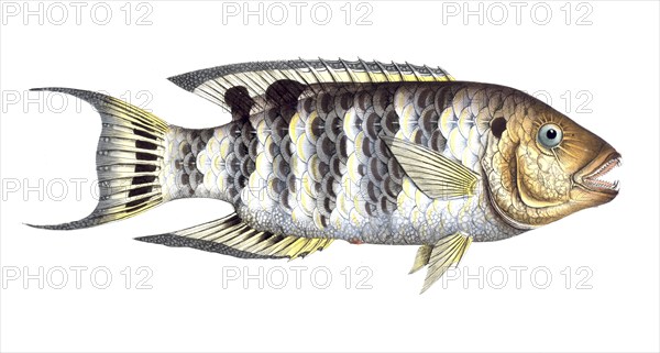 Fish, Fishes, Sea bream family, Sparus fasciatus, Cheilinus fasciatus, Red-breasted wrasse,