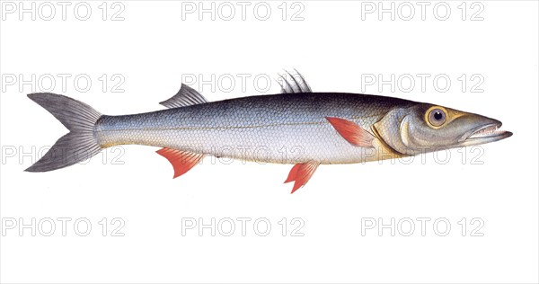 Fish, Fish, Genus of pike, Esox Sphyraena, Hake, sea-pike, Historical, digitally restored