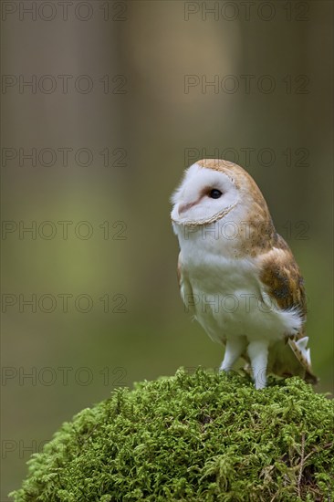 Barn owl (Tyto alba) Bavaria, Germany, Europe