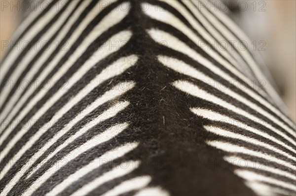 Close-up of the zebra pattern with black and white stripes in abstract style, steppe zebra (Equus