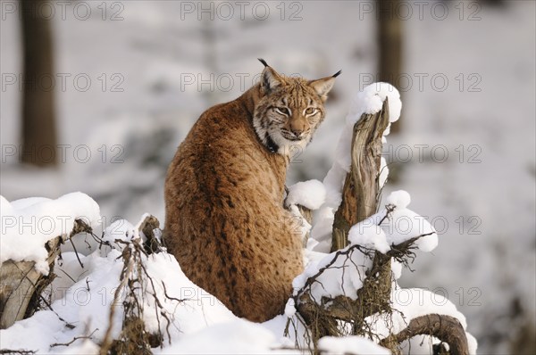 A lynx sits on a snow-covered tree stump and looks back attentively, Carpathian lynx (Lynx lynx