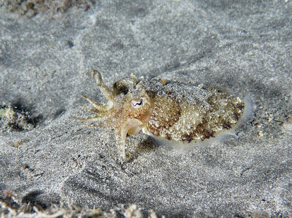 Juvenile Common cuttlefish (Sepia officinalis) moving over sandy seabed, Playa dive site, Los