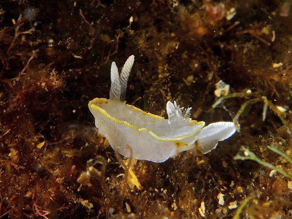 White nudibranch with yellow details, white-yellow doris (Diaphorodoris luteocincta), among