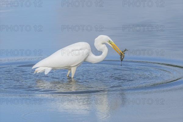 Large Egret (Ardea alba) holding a common perch (Perca fluviatilis) in its beak. Bas Rhin, Alsace,