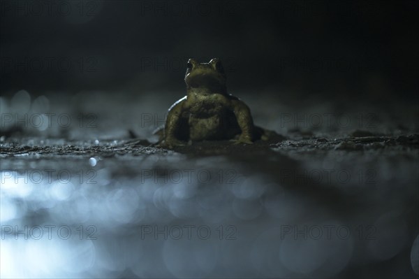 Common toad (Bufo bufo), single male, on the way to spawning waters, evening, toad migration,