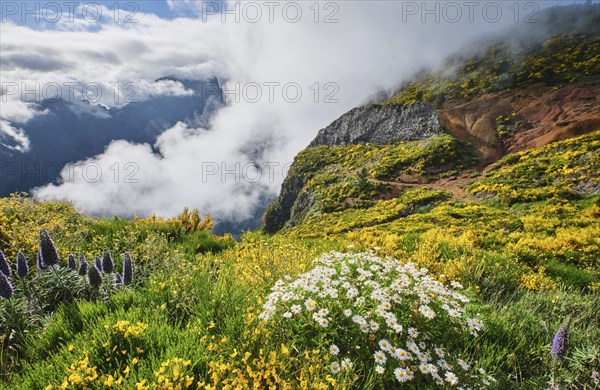 Madeira landscape with daisy and Pride of madeira flowers and blooming Cytisus shrubs and mountains