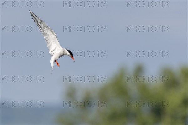 Common tern (Sterna hirundo) hovering over a marsh. Bas Rhin, Alsace, France, Europe