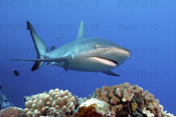 Grey reef shark (Carcharhinus amblyrhynchos) swimming over coral (Sclereactina) Coral block in