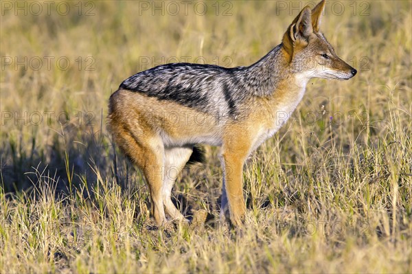 Africa, Botswana, Black-backed Jackal, (Canis mesomelis), Botswana, Botswana, Africa
