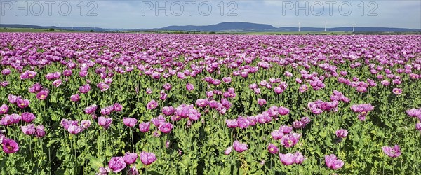 Opium poppy (Papaver somniferum), cultivation of edible poppy, poppy field, Donnersbergkreis,
