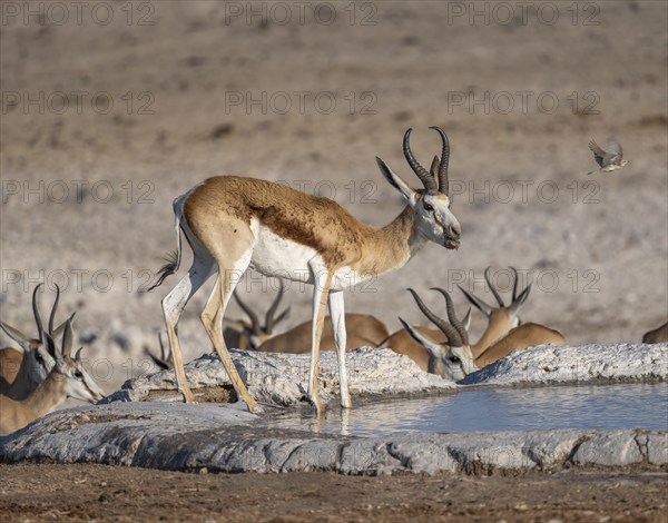Springbok (Antidorcas marsupialis) at a waterhole, Nebrowni Waterhole, Etosha National Park,