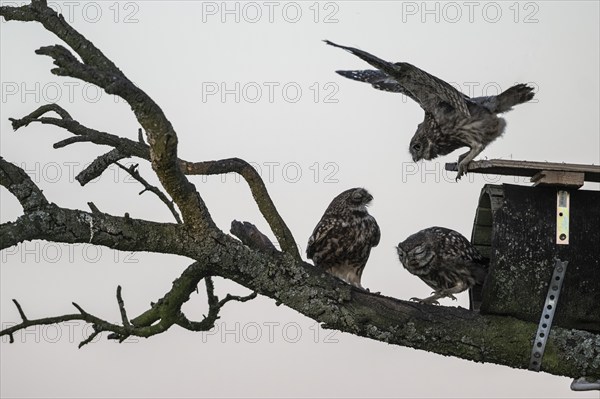 Little owls (Athene noctua), feeding young animals, Emsland, Lower Saxony, Germany, Europe