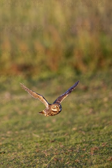 Little owl (Athene noctua), flying, Emsland, Lower Saxony, Germany, Europe