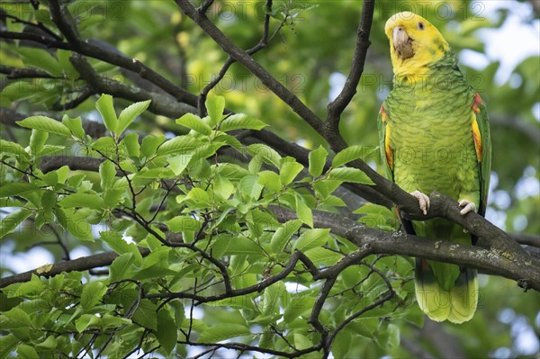 Yellow-headed Amazon (Amazona oratrix belizensis) on a branch, Rosensteinpark, Stuttgart,