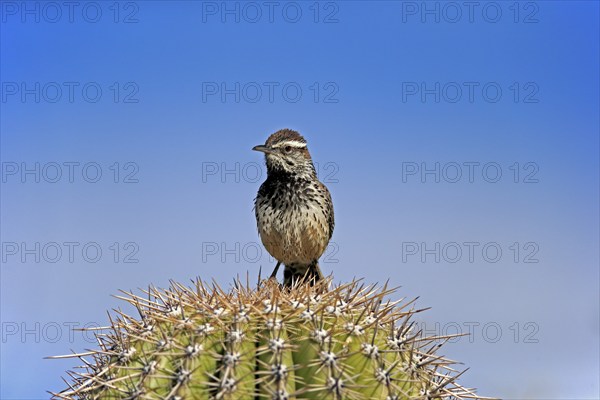 Cactus wren (Campylorhynchus brunneicapillus), adult, on saguaro cactus, Sonoran Desert, Arizona,
