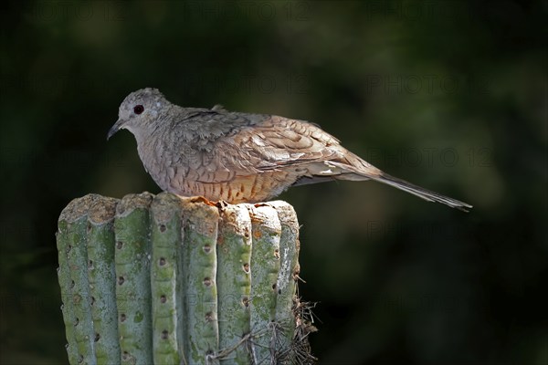 Inca dove (Columbina Inca), adult, on cactus, Sonora Desert, Arizona, North America, USA, North