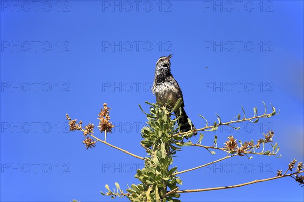 Cactus wren (Campylorhynchus brunneicapillus), adult, on wait, singing, Sonoran Desert, Arizona,