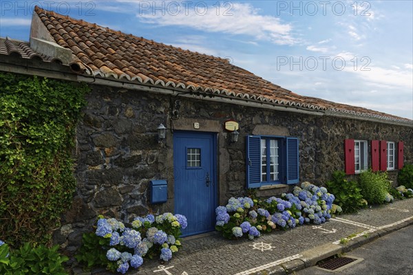 Former whaler's stone house with blue shutters and door, hydrangeas along the street, traditional