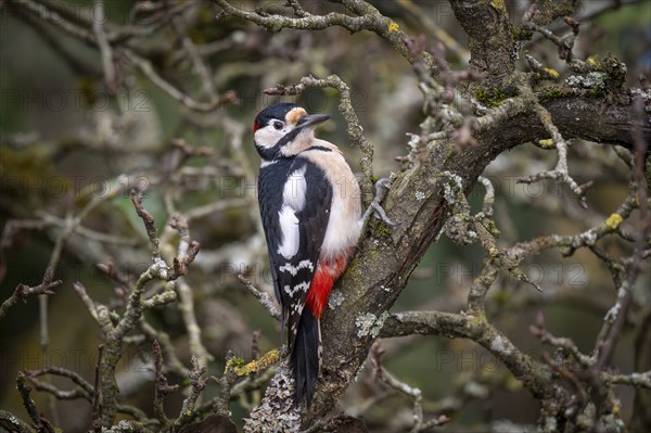 Attentive great spotted woodpecker (Dendrocopos major) on an old pear tree with moss-covered
