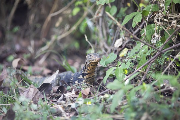 Banded monitor lizard (Varanus salvator), Tissamaharama, Southern Province, Sri Lanka, Asia