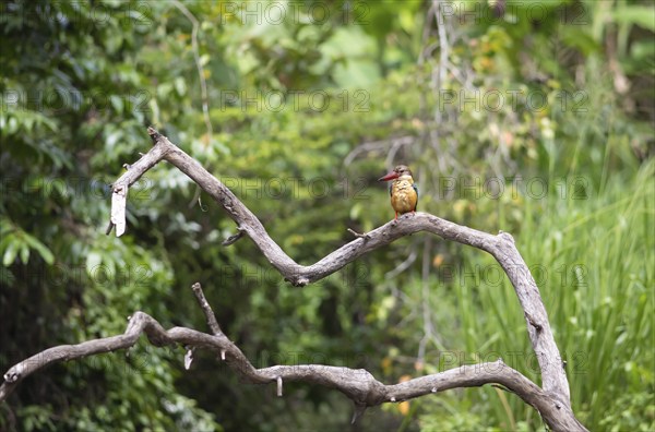 Cranesbill Kingfisher (Pelargopsis capensis) sitting on a branch, Buduruvagala, Uva Province, Sri
