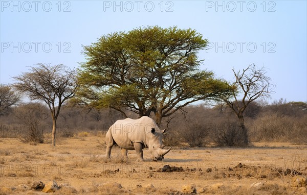 Southern white rhinoceros (Ceratotherium simum simum), rhino in the evening light, Khama Rhino