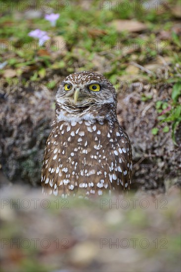 Burrowing owl (Speotyto cunicularia), sitting on the ground and observing the surroundings,