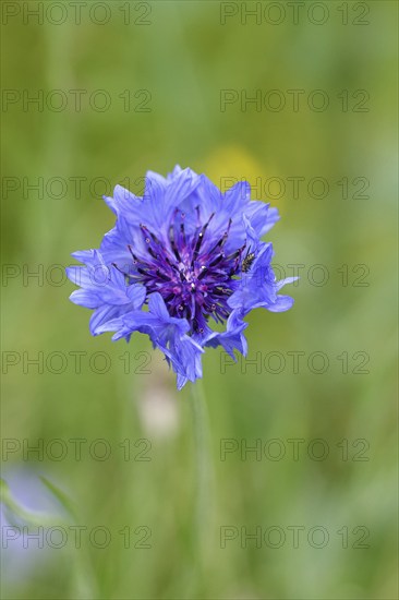 Cornflower (Centaurea cyanus), blue flower at the edge of a field, Wilnsdorf, North