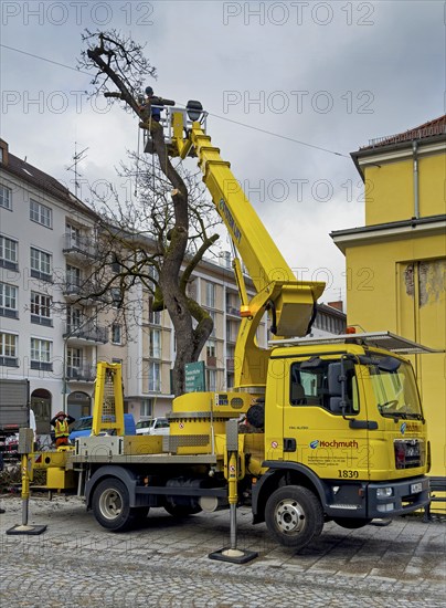 Tree work, Königinstrasse, Munich, Bavaria, Germany, Europe