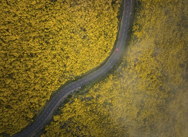 Aerial view of road with red car among yellow Cytisus blooming shrubs near Pico do Arieiro,