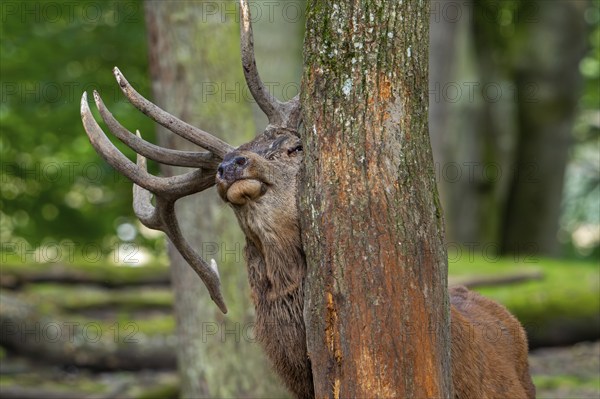 Antler rubbing against tree trunk by red deer (Cervus elaphus) stag with big antlers during the rut