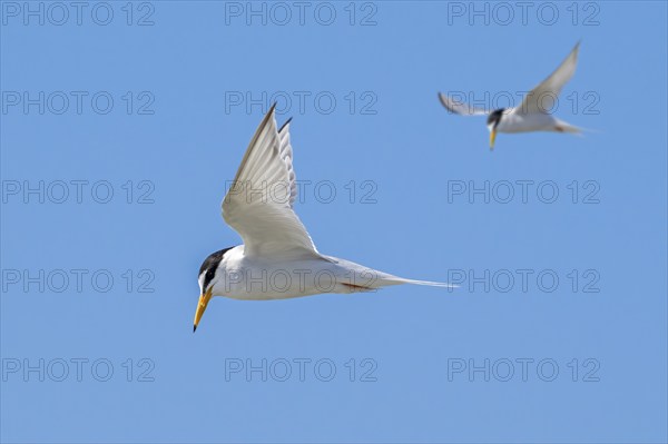 Two little terns (Sternula albifrons, Sterna albifrons) in breeding plumage in flight against blue