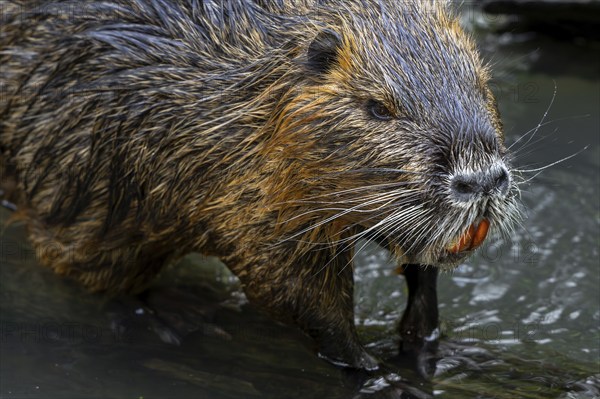 Coypu, nutria (Myocastor coypus) close-up portrait showing large bright orange-yellow incisors,