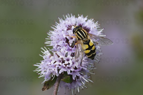 Dangling sunlover (Helophilus pendulus), on a flower of water mint (Mentha aquatica), flowering,