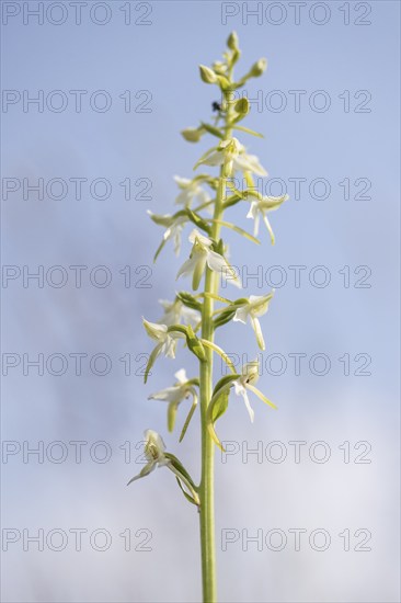 Lesser butterfly-orchid (Platanthera bifolia), Emsland, Lower Saxony, Germany, Europe