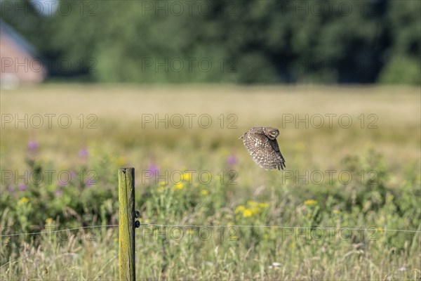 Little owl (Athene noctua), flying, Emsland, Lower Saxony, Germany, Europe